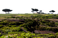 17 Mile Drive - Golf, Cypress Point