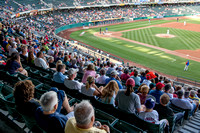 Bees Baseball