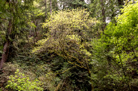Muir Woods