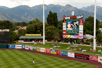 Bees Baseball